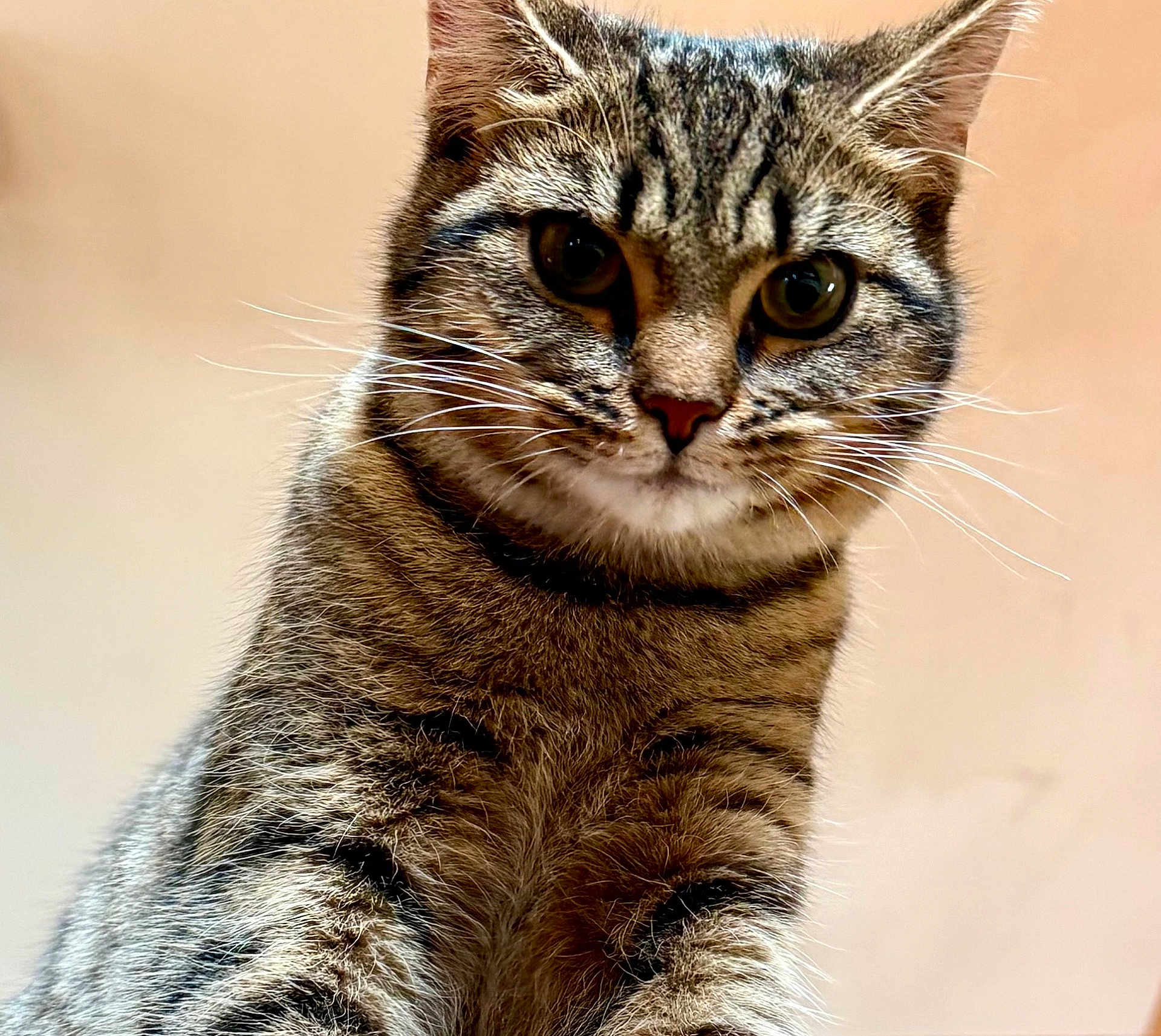 Migraine Junior participe au concours pour gagner de l'argent avec cette photo : cat, tabby, close_up, whiskers, feline, pet, animal, fur, ears, eyes, portrait, indoor, curious, mammal, cute, domestic, looking, soft_light, background, focus