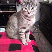 Ninja is registered to the contest to win money with this photo: animal, background, black, blanket, blurred, cat, chair, cozy, cute, domestic, fur, furniture, home, indoor, pet, red, resting, sitting, tabby_cat, table