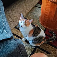 Maze joined the competition — help win amazing prizes! animal, calico_cat, carpet, cat, curious, domestic, furniture, indoor, knee, leather_couch, looking_up, person, pet, rug, side_table, sitting, striped, tabby, whiskers, wood