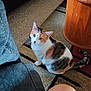 animal, calico_cat, carpet, cat, curious, domestic, furniture, indoor, knee, leather_couch, looking_up, person, pet, rug, side_table, sitting, striped, tabby, whiskers, wood