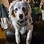 dog, blue_eyes, bandana, fluffy, indoor, couch, leather, plant, window, photo_frame, furniture, home, pet, animal, portrait, looking_at_camera, brown_white_fur, cozy, living_room, domestic