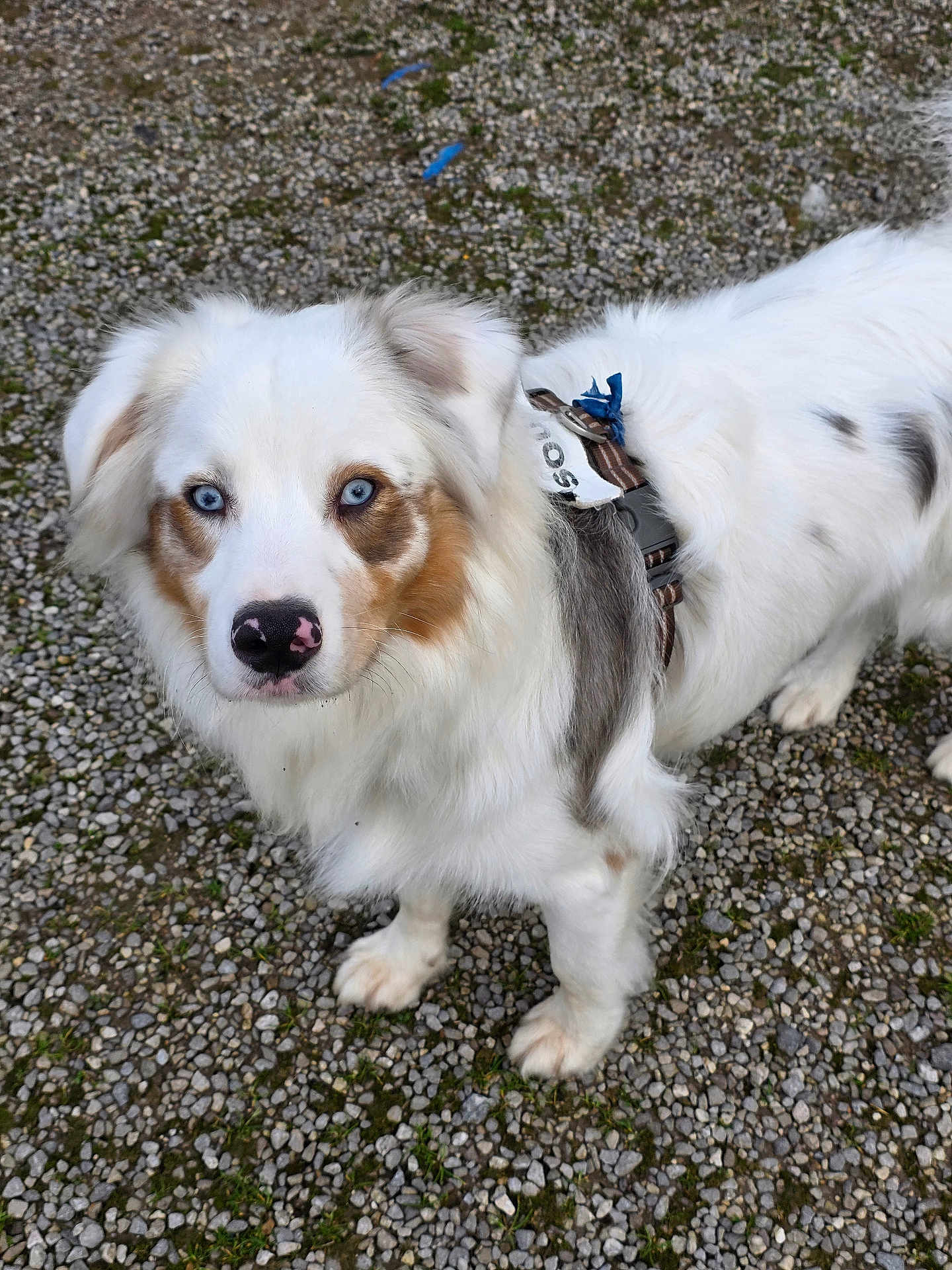 Valko participe au concours pour gagner de l'argent avec cette photo : dog, white_fur, blue_eyes, outdoor, gravel, harness, pet, animal, mammal, closeup, cute, fluffy, face, standing, leash, nose, ears, collar, tag, alert