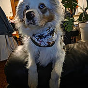 Valko participe au concours pour gagner de l'argent avec cette photo : dog, blue_eyes, bandana, fluffy, indoor, leather_couch, plant, wooden_furniture, curious, pet, mammal, domestic_animal, fur, sitting, houseplant, decor, portrait, closeup, animal, companion