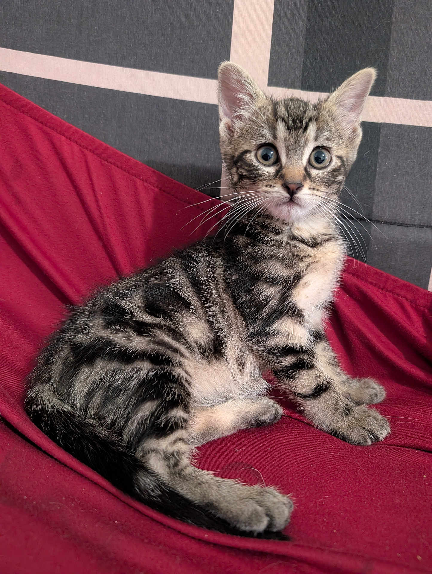 Peach participe au concours pour gagner de l'argent avec cette photo : kitten, tabby, cat, pet, animal, fur, whiskers, ears, eyes, sitting, alert, red_blanket, striped, young, cute, indoor, domestic, mammal, feline, curious