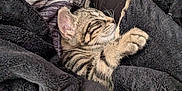Peach a rejoint le concours — aidez-le/la à gagner de superbes lots ! animal, blanket, cat, comfort, cozy, cute, domestic, feline, fur, indoor, kitten, paw, pet, relaxing, resting, sleeping, snuggled, soft, tabby, warm