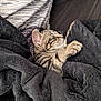 Peach a rejoint le concours — aidez-le/la à gagner de superbes lots ! kitten, cat, sleeping, blanket, cozy, tabby, fur, paw, snuggled, resting, cute, pet, indoor, soft, comfort, animal, domestic, relaxing, warm, feline