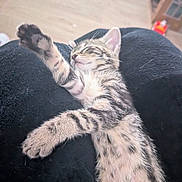 Peach participe au concours pour gagner de l'argent avec cette photo : kitten, sleeping, tabby, cat, paw, fur, blanket, cozy, indoor, resting, cute, pet, animal, soft, relaxed, stretching, young, domestic_cat, feline, nap