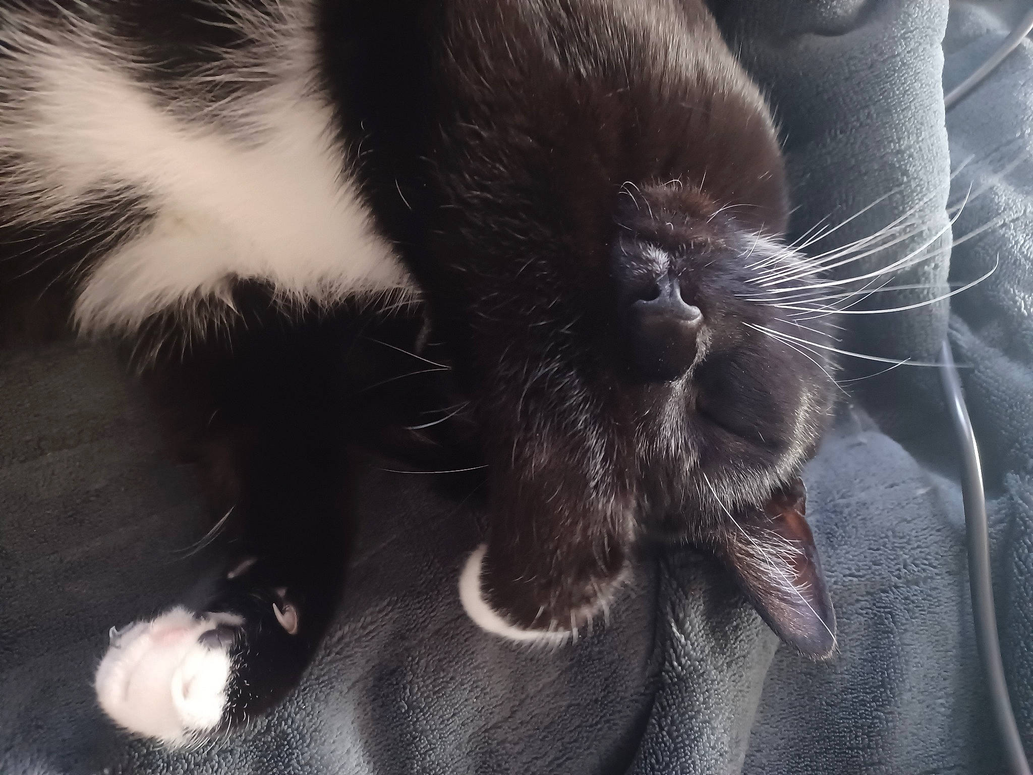 Domino is registered to the contest to win money with this photo: black_cat, carnivore, cat, claw, comfort, domestic_short_haired_cat, electric_blue, felidae, foot, fur, gesture, human_leg, paw, small_to_medium_sized_cats, snout, tail, terrestrial_animal, whiskers