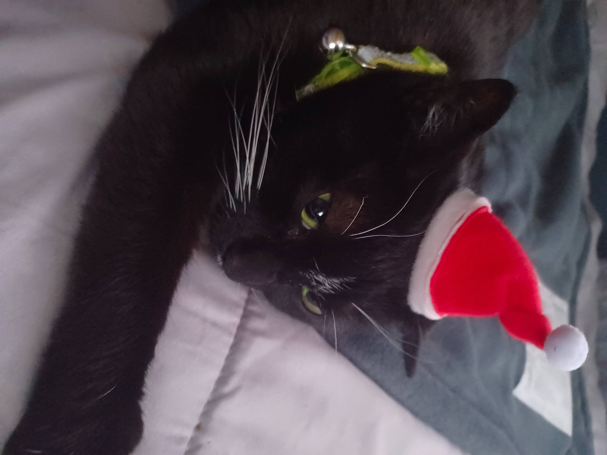 Domino joined the competition — help win amazing prizes! black_cat, bombay, carmine, carnivore, cat, claw, collar, comfort, domestic_short_haired_cat, felidae, fur, grey, paw, small_to_medium_sized_cats, snout, tail, whiskers