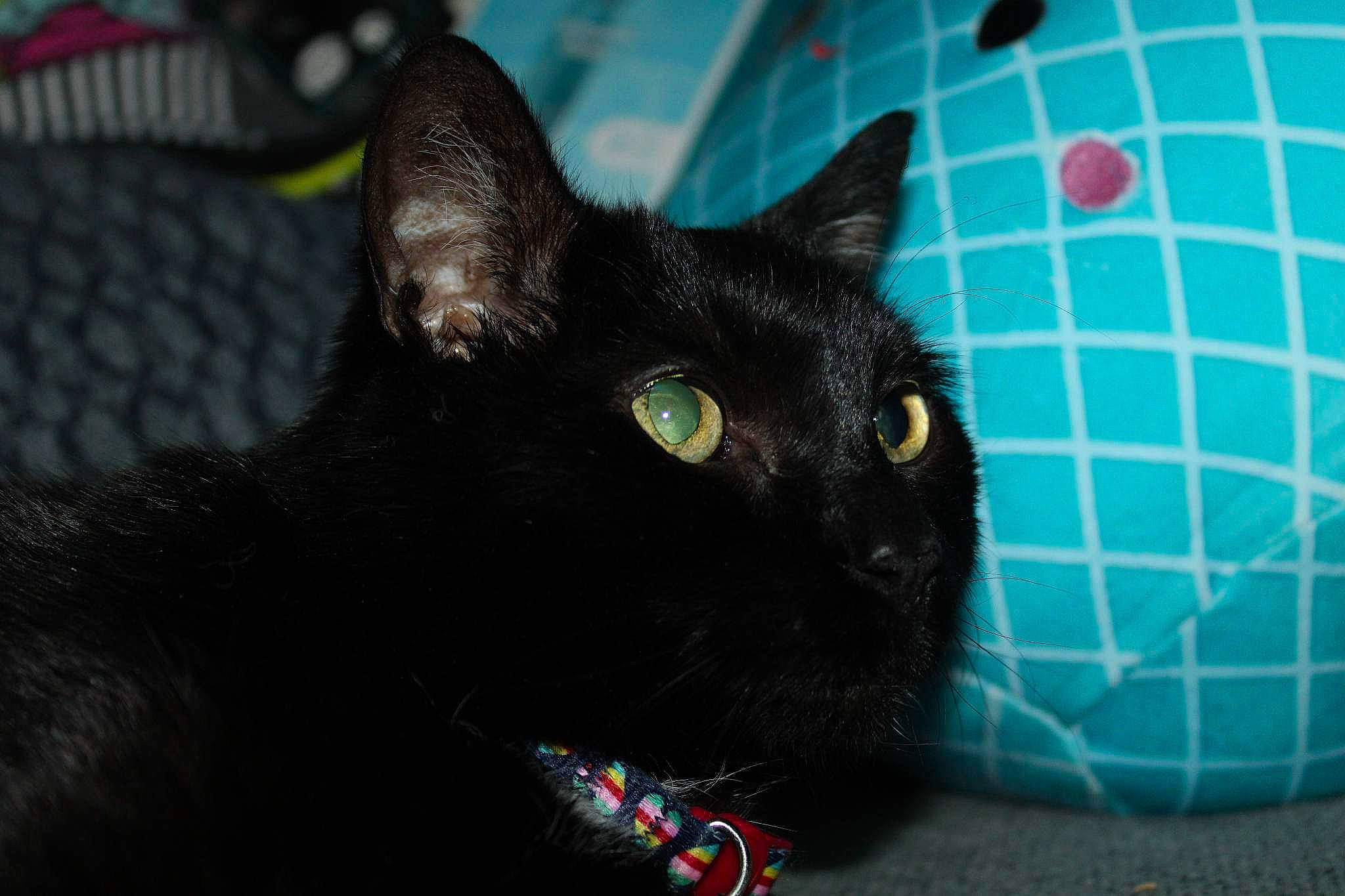 Clary joined the competition — help win amazing prizes! black_cat, bombay, carnivore, cat, domestic_short_haired_cat, electric_blue, felidae, fur, havana_brown, iris, pattern, small_to_medium_sized_cats, snout, tail, terrestrial_animal, whiskers