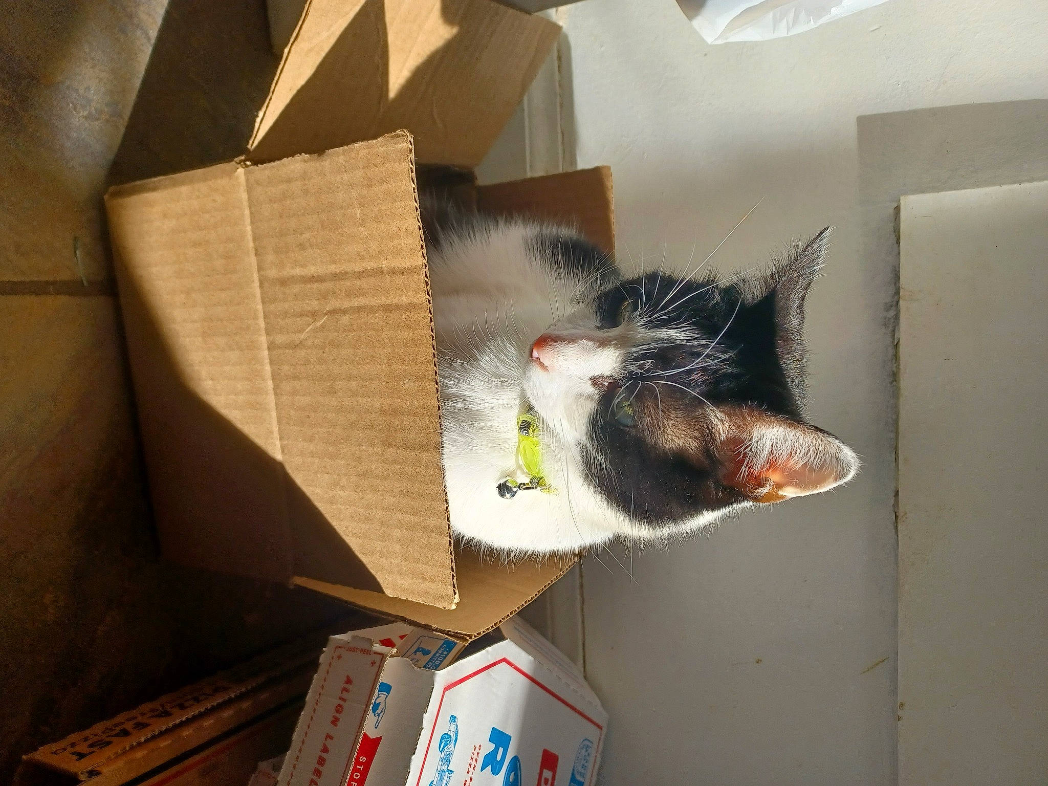 Oreo joined the competition — help win amazing prizes! box, cardboard, carnivore, carton, cat, domestic_short_haired_cat, felidae, fur, hardwood, package_delivery, packaging_and_labeling, packing_materials, paper_product, paw, room, shipping_box, small_to_medium_sized_cats, tail, whiskers, wood