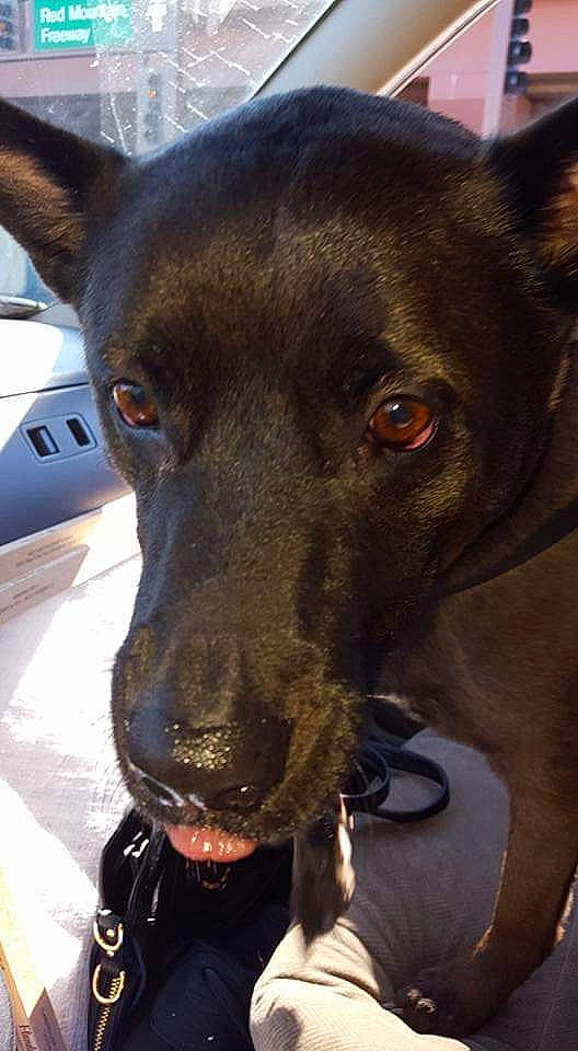 Smokie joined the competition — help win amazing prizes! american_pit_bull_terrier, canidae, carnivore, dog, dog_breed, ear, feist, formosan_mountain_dog, hunting_dog, labrador_retriever, mammal, nose, patterdale_terrier, potcake_dog, rare_breed_dog, snout, sporting_group, vertebrate, whiskers