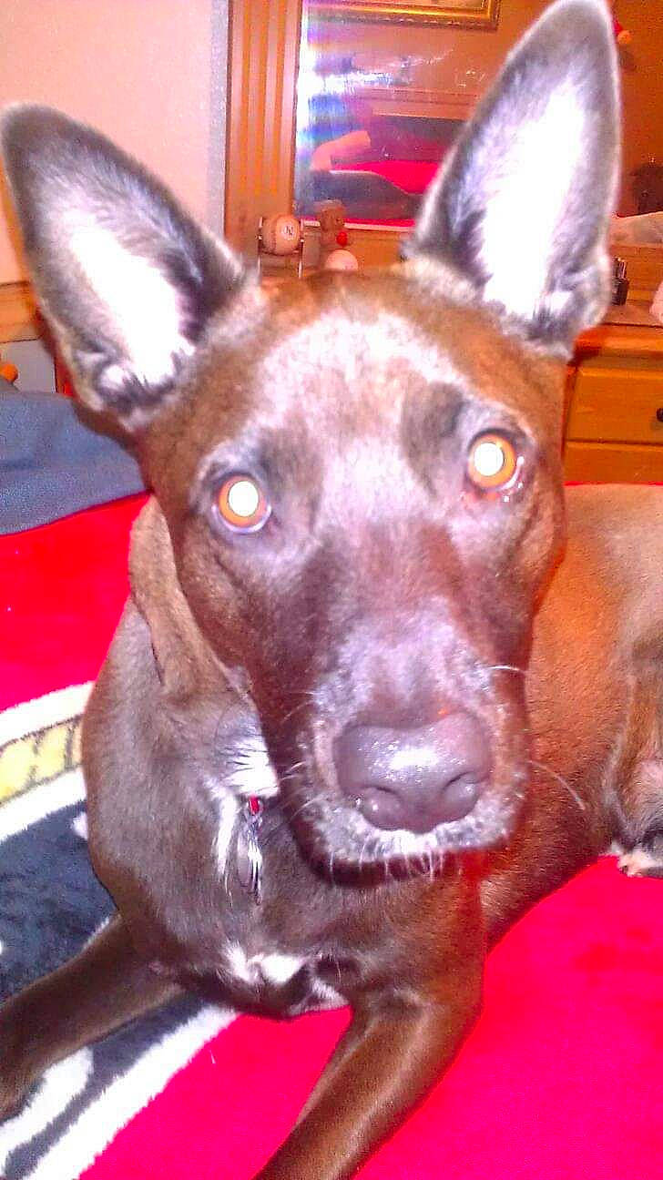 Smokie joined the competition — help win amazing prizes! canidae, carnivore, dog, dog_breed, ear, fawn, formosan_mountain_dog, mammal, non_sporting_group, rare_breed_dog, snout, sporting_group, thai_ridgeback, vertebrate, whiskers