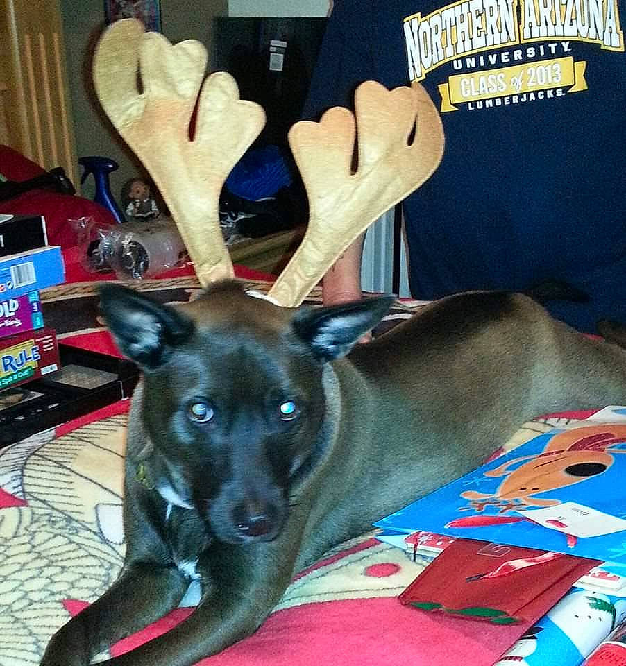 Smokie is registered to the contest to win money with this photo: antler, canidae, carnivore, christmas, dog, dog_breed, ear, fawn, hand, puppy, reindeer, sporting_group