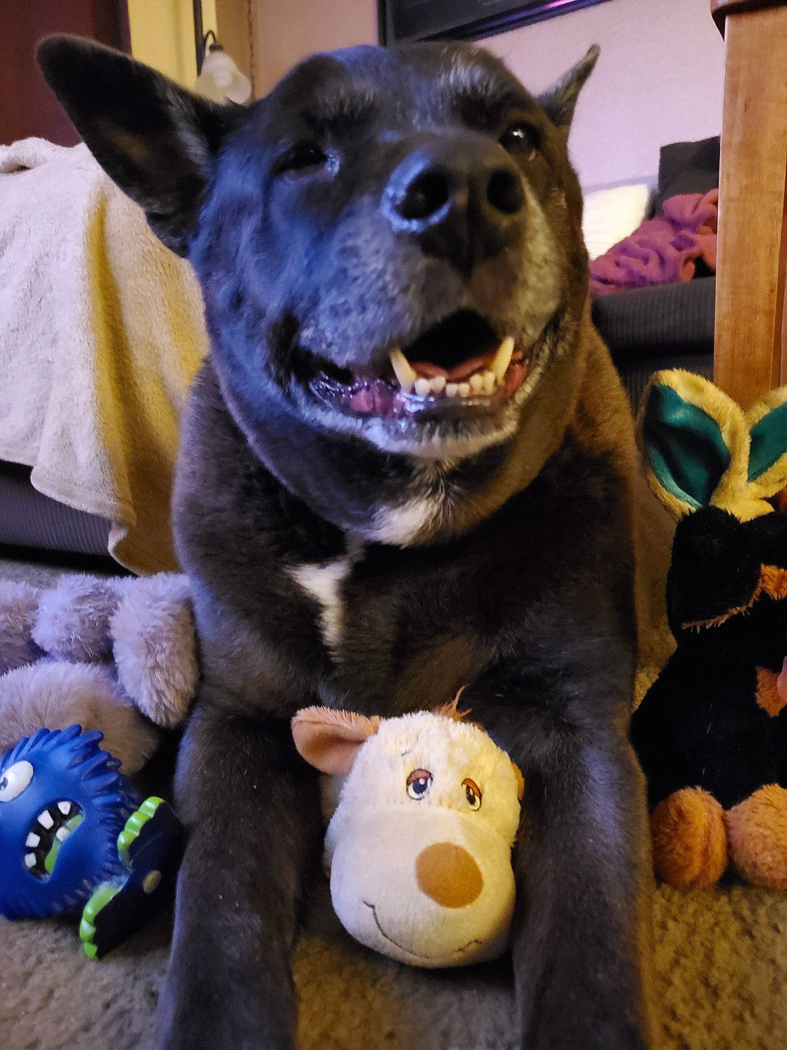 Smokie joined the competition — help win amazing prizes! australian_kelpie, canidae, carnivore, dog, dog_breed, dog_toy, fawn, formosan_mountain_dog, mammal, non_sporting_group, rare_breed_dog, snout, stuffed_toy, vertebrate