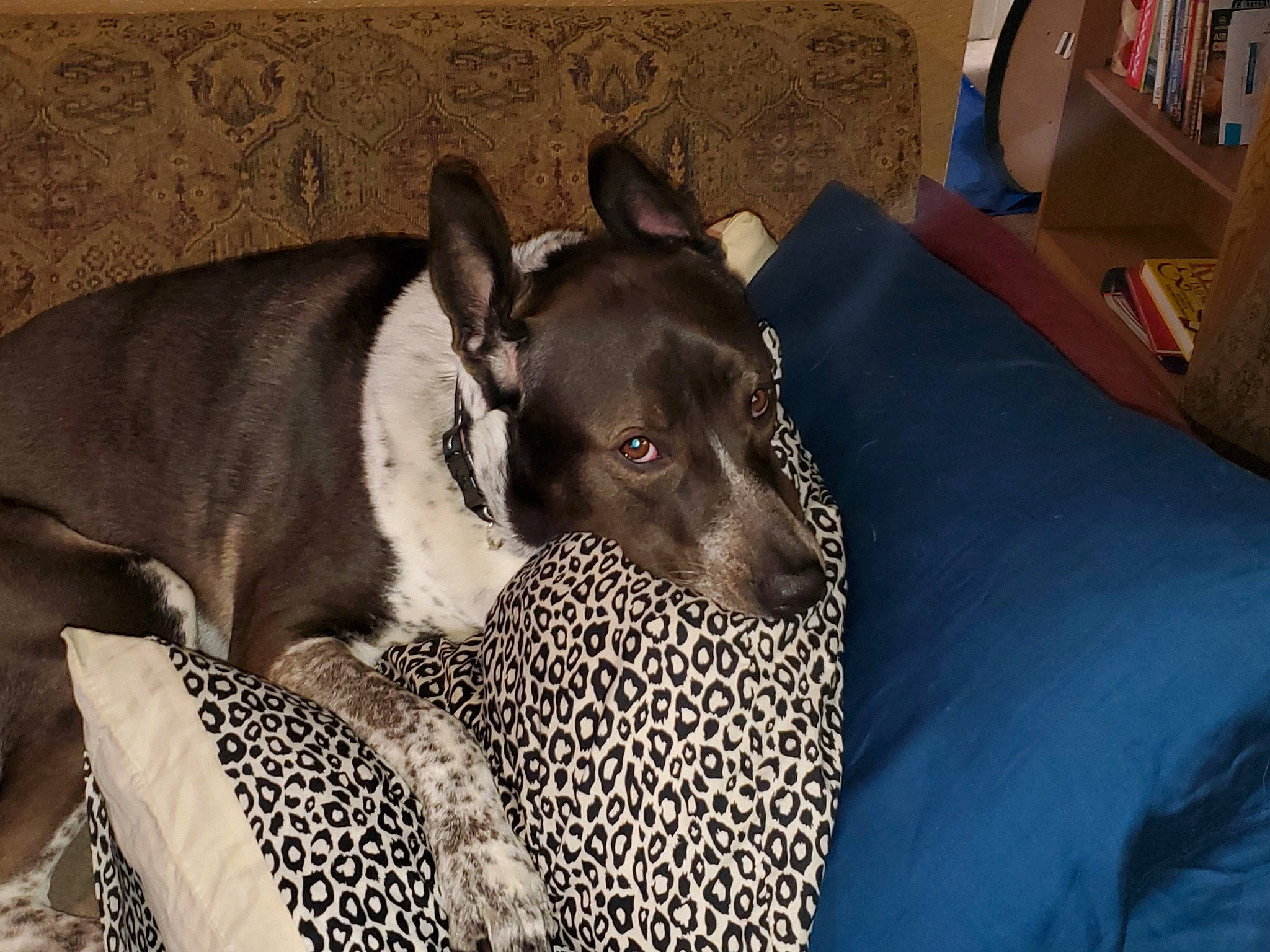 Billie joined the competition — help win amazing prizes! box, canidae, carnivore, collar, comfort, companion_dog, dog, dog_breed, dog_supply, fawn, grey, magyar_agar, rampur_greyhound, shipping_box, sighthound, snout, terrestrial_animal, toy_dog, whiskers, working_animal