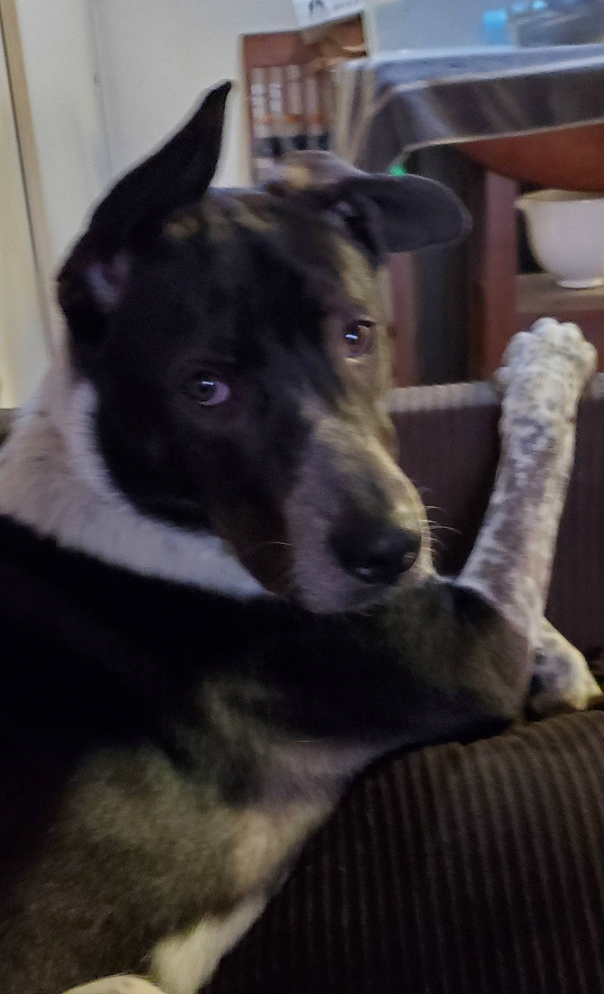 Billie is registered to the contest to win money with this photo: ancient_dog_breeds, carnivore, companion_dog, dog, dog_breed, fur, herding_dog, non_sporting_group, snout, terrestrial_animal, whiskers, working_animal, working_dog