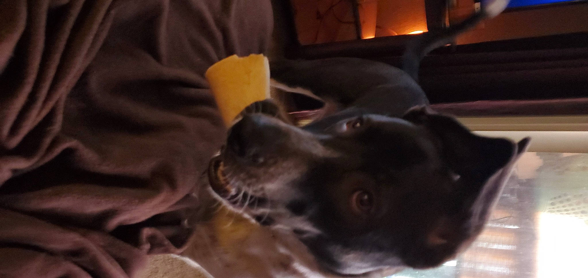 Billie joined the competition — help win amazing prizes! black_cat, borador, canidae, carnivore, comfort, companion_dog, couch, dog, dog_breed, domestic_short_haired_cat, ear, felidae, fur, guard_dog, non_sporting_group, small_to_medium_sized_cats, sporting_group, tail, whiskers, working_animal