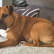 Niska participe au concours pour gagner de l'argent avec cette photo : alert, black_muzzle, blanket, boxer_dog, brown_fur, couch, cushion, dog, floppy_ears, home, indoor, living_room, looking_at_camera, lying_down, paws, pet, pet_portrait, portrait, relaxed, white_chest