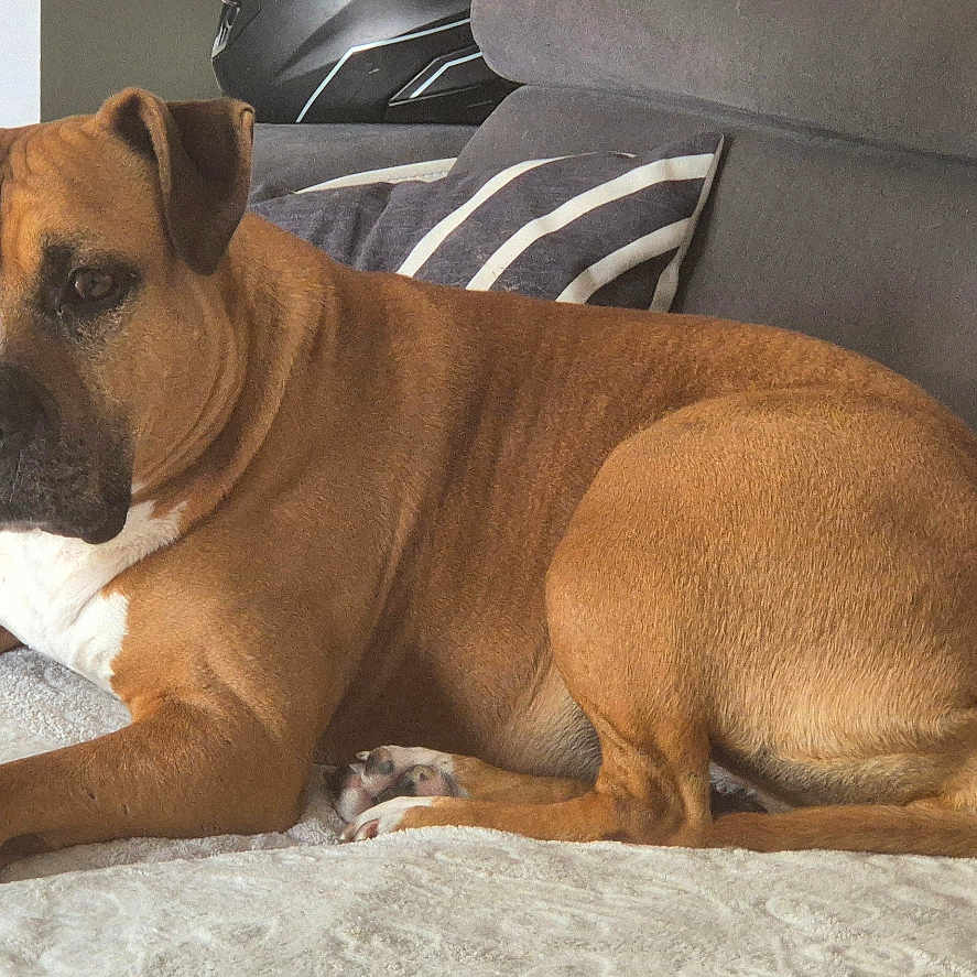 Niska participe au concours pour gagner de l'argent avec cette photo : alert, black_muzzle, blanket, boxer_dog, brown_fur, couch, cushion, dog, floppy_ears, home, indoor, living_room, looking_at_camera, lying_down, paws, pet, pet_portrait, portrait, relaxed, white_chest