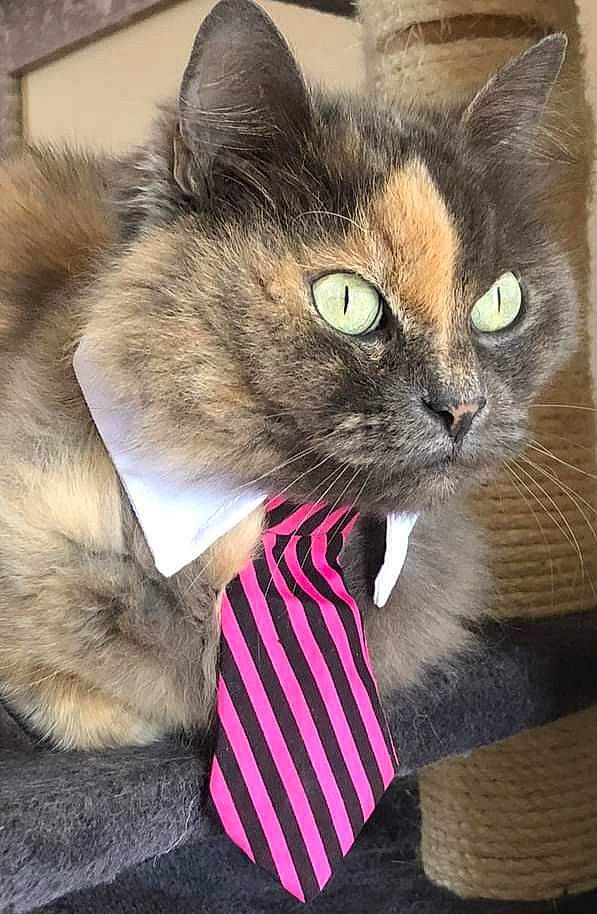 Chatounette a rejoint le concours — aidez-le/la à gagner de superbes lots ! carnivore, cat, claw, collar, comfort, domestic_short_haired_cat, door, felidae, fur, iris, paw, pet_supply, photo_caption, sitting, small_to_medium_sized_cats, snout, tail, terrestrial_animal, whiskers, wildlife