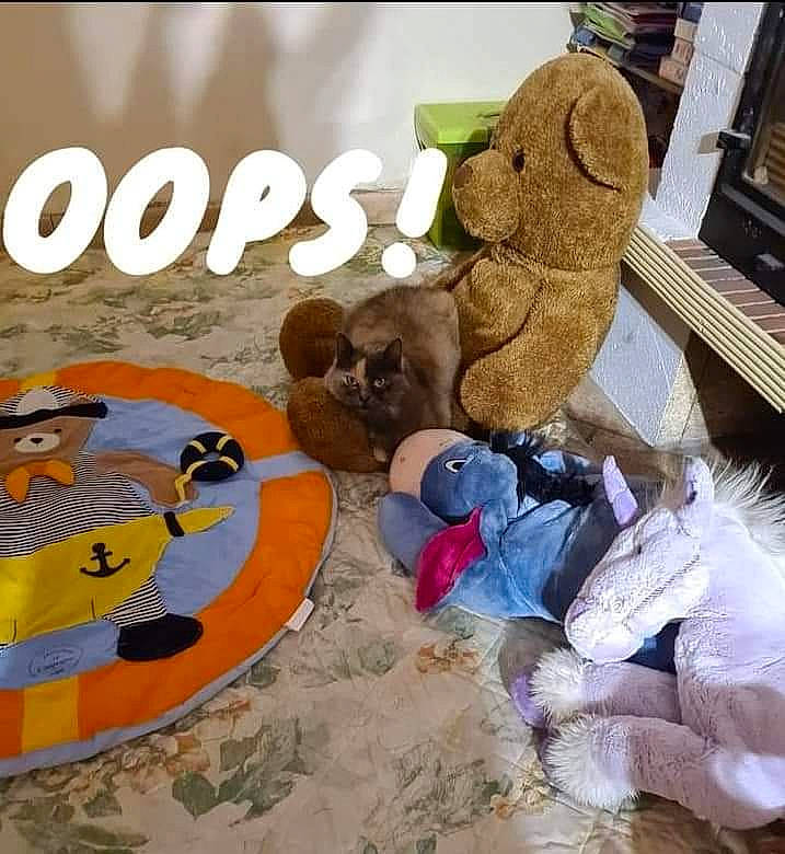 Chatounette a rejoint le concours — aidez-le/la à gagner de superbes lots ! art, baby_toys, bear, brown_bear, circle, fictional_character, flooring, font, fun, fur, landscape, plush, soil, stuffed_toy, teddy_bear, textile, toy, vertebrate, visual_arts, wood