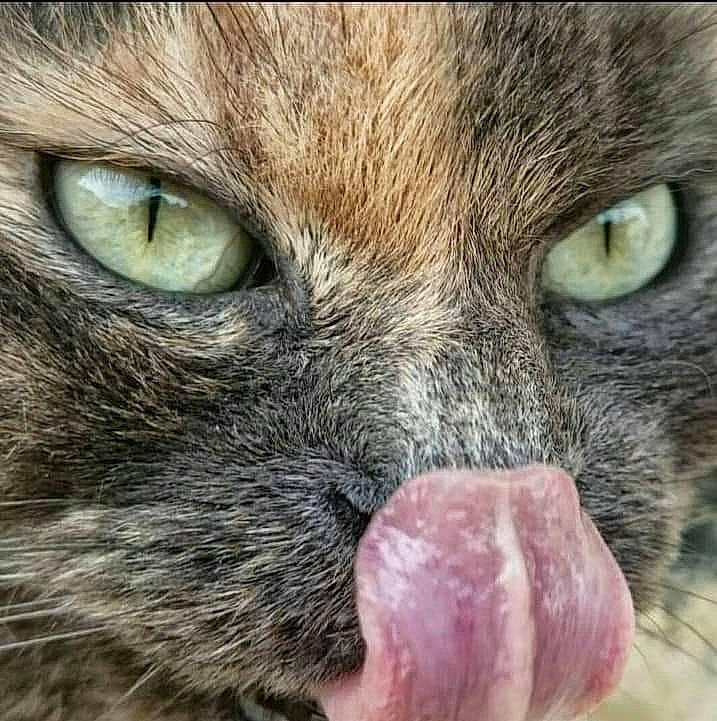 Chatounette participe au concours pour gagner de l'argent avec cette photo : carnivore, cat, cat_supply, claw, close_up, domestic_short_haired_cat, fang, felidae, fur, gesture, paw, photography, small_to_medium_sized_cats, snout, terrestrial_animal, whiskers, wildlife