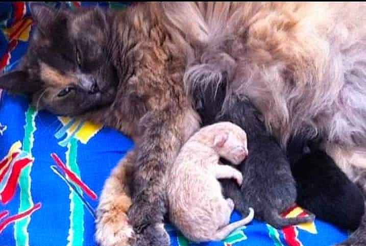 Chatounette a rejoint le concours — aidez-le/la à gagner de superbes lots ! canidae, carnivore, cat, claw, comfort, companion_dog, dog_breed, domestic_short_haired_cat, electric_blue, felidae, fur, nap, paw, sleep, small_to_medium_sized_cats, sporting_group, tail, whiskers