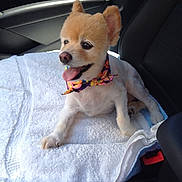 Nicholas is registered to the contest to win money with this photo: dog, small_dog, car_seat, towel, bow_tie, pet, animal, happy, tongue_out, fur, indoor, seatbelt, leather_seat, cute, companion, travel, car_interior, resting, groomed, side_view
