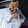 dog, small_dog, car_seat, towel, bow_tie, pet, animal, happy, tongue_out, fur, indoor, seatbelt, leather_seat, cute, companion, travel, car_interior, resting, groomed, side_view