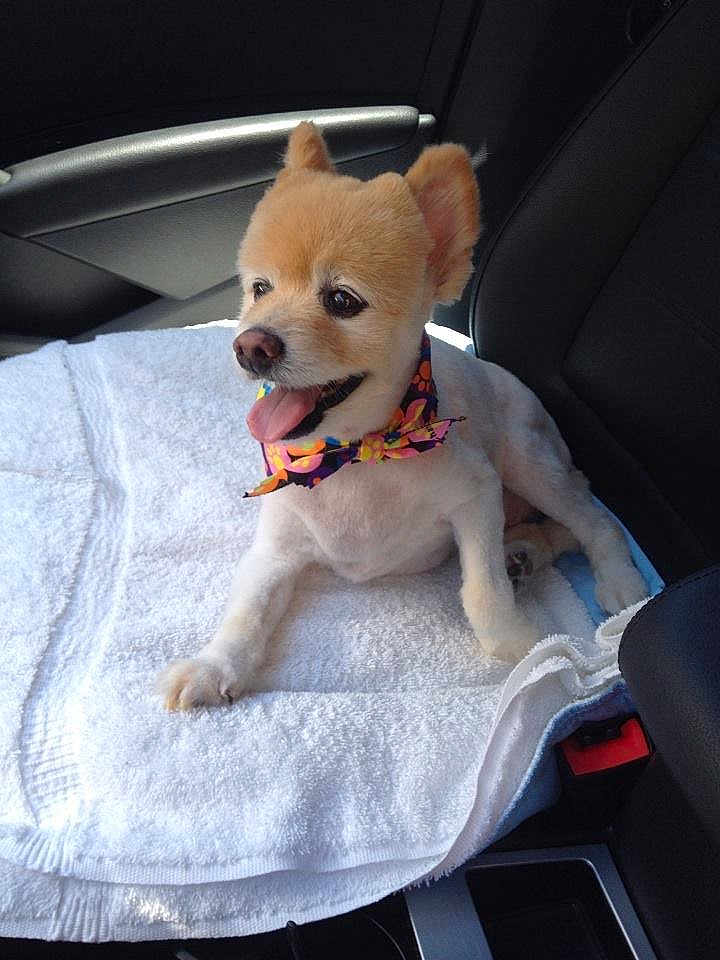 Nicholas is registered to the contest to win money with this photo: dog, small_dog, car_seat, towel, bow_tie, pet, animal, happy, tongue_out, fur, indoor, seatbelt, leather_seat, cute, companion, travel, car_interior, resting, groomed, side_view
