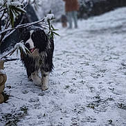Snookie a rejoint le concours — aidez-le/la à gagner de superbes lots ! dog, snow, winter, outdoor, black_and_white, canine, grass, person, coat, tree_branch, blurred_background, cold, pet, animal, footprints, nature, playful, walking, daytime, frost