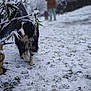 Snookie participe au concours pour gagner de l'argent avec cette photo : dog, snow, winter, outdoor, black_and_white, canine, grass, person, coat, tree_branch, blurred_background, cold, pet, animal, footprints, nature, playful, walking, daytime, frost