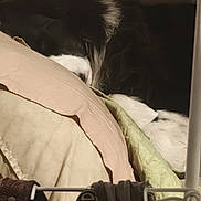 Snookie participe au concours pour gagner de l'argent avec cette photo : bedroom, black_and_white, blanket, clothes, comfort, cozy, dog, domestic, fur, furniture, hanging, indoors, nap, pet, pillow, quiet, relaxation, resting, sleeping, textured_wall