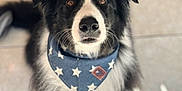 Snookie participe au concours pour gagner de l'argent avec cette photo : dog, black_and_white, bandana, star_pattern, pet, animal, floor, tile, fur, looking_up, cute, domestic_animal, canine, indoor, portrait, sitting, whiskers, ears, nose, eyes