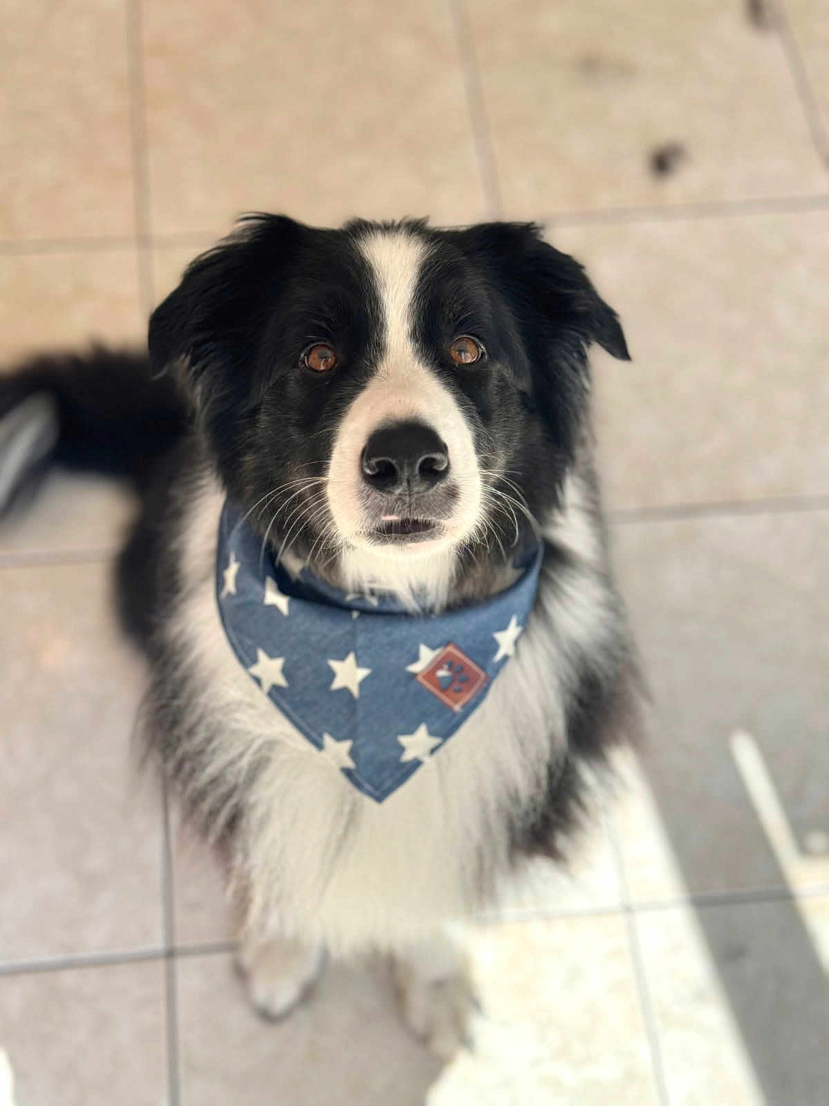Snookie participe au concours pour gagner de l'argent avec cette photo : dog, black_and_white, bandana, star_pattern, pet, animal, floor, tile, fur, looking_up, cute, domestic_animal, canine, indoor, portrait, sitting, whiskers, ears, nose, eyes