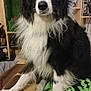 Snookie a rejoint le concours — aidez-le/la à gagner de superbes lots ! dog, black_and_white, fluffy, sitting, indoor, bed, blanket, shelf, books, bottle, furniture, pet, animal, cozy, fur, looking, canine, domestic, resting, companion