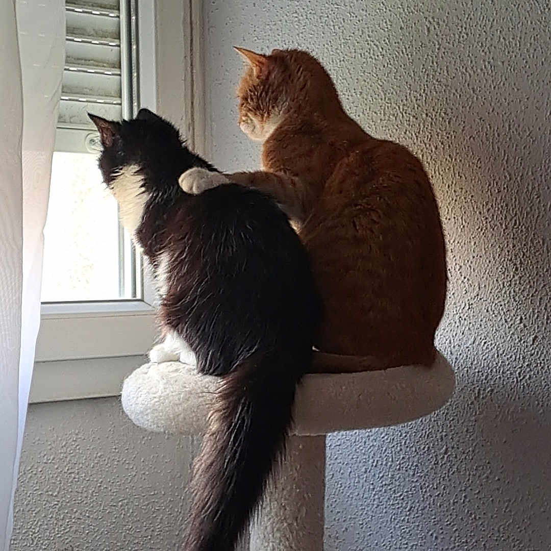 Tokyo Et Twis participe au concours pour gagner de l'argent avec cette photo : abyssinian, angora, animal, architecture, barstool, blackcat, building, cat, chair, curtain, furniture, hardwood, homedecor, indoors, kitten, manx, pet, wall, windowshade, wood