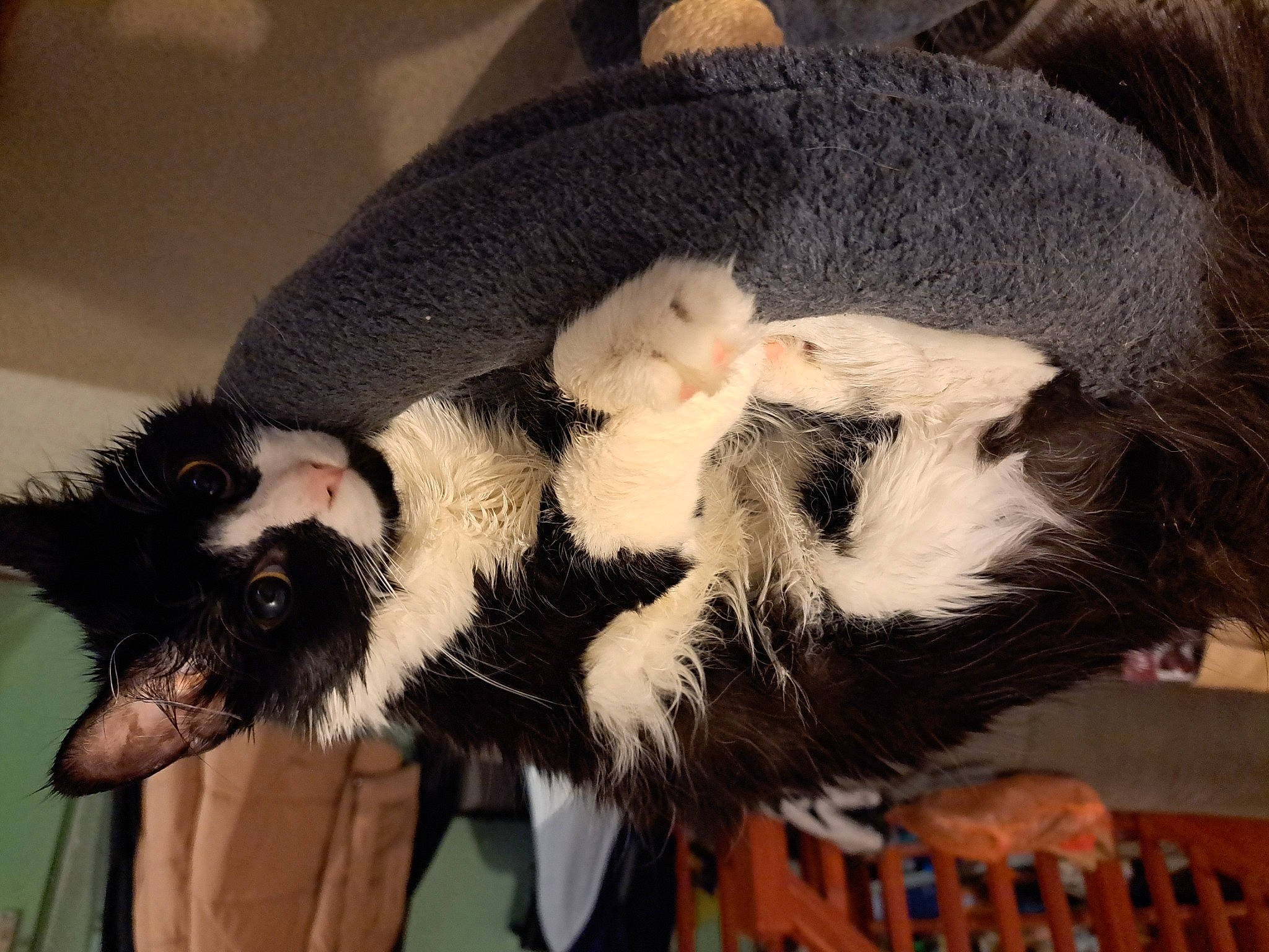 Tokyo a rejoint le concours — aidez-le/la à gagner de superbes lots ! animal_product, carnivore, claw, comfort, fur, natural_material, paw, snout, tail, terrestrial_animal, whiskers