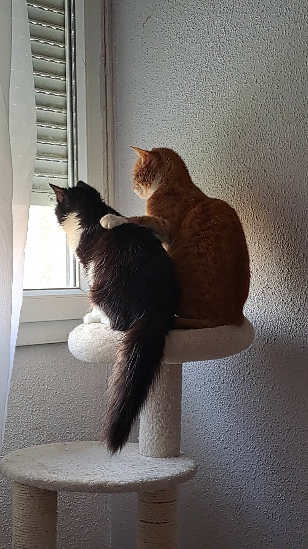 Tokyo a rejoint le concours — aidez-le/la à gagner de superbes lots ! carnivore, cat, cat_supply, comfort, domestic_short_haired_cat, felidae, fur, grey, plant, room, shade, shadow, small_to_medium_sized_cats, tail, tints_and_shades, wall, whiskers, window, window_covering, wood