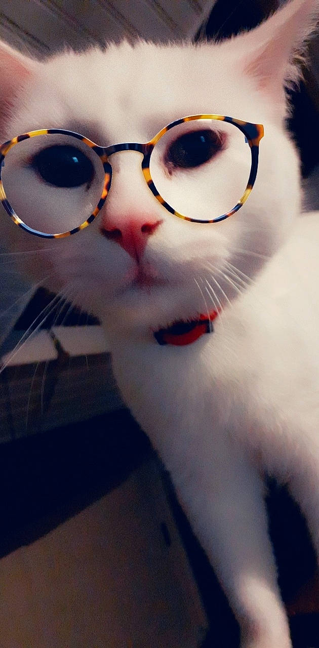 Booba a rejoint le concours — aidez-le/la à gagner de superbes lots ! aegean_cat, carnivore, cat, eye, eyewear, felidae, fur, glasses, japanese_bobtail, nose, small_to_medium_sized_cats, snout, sunglasses, turkish_van, vision_care, whiskers, white
