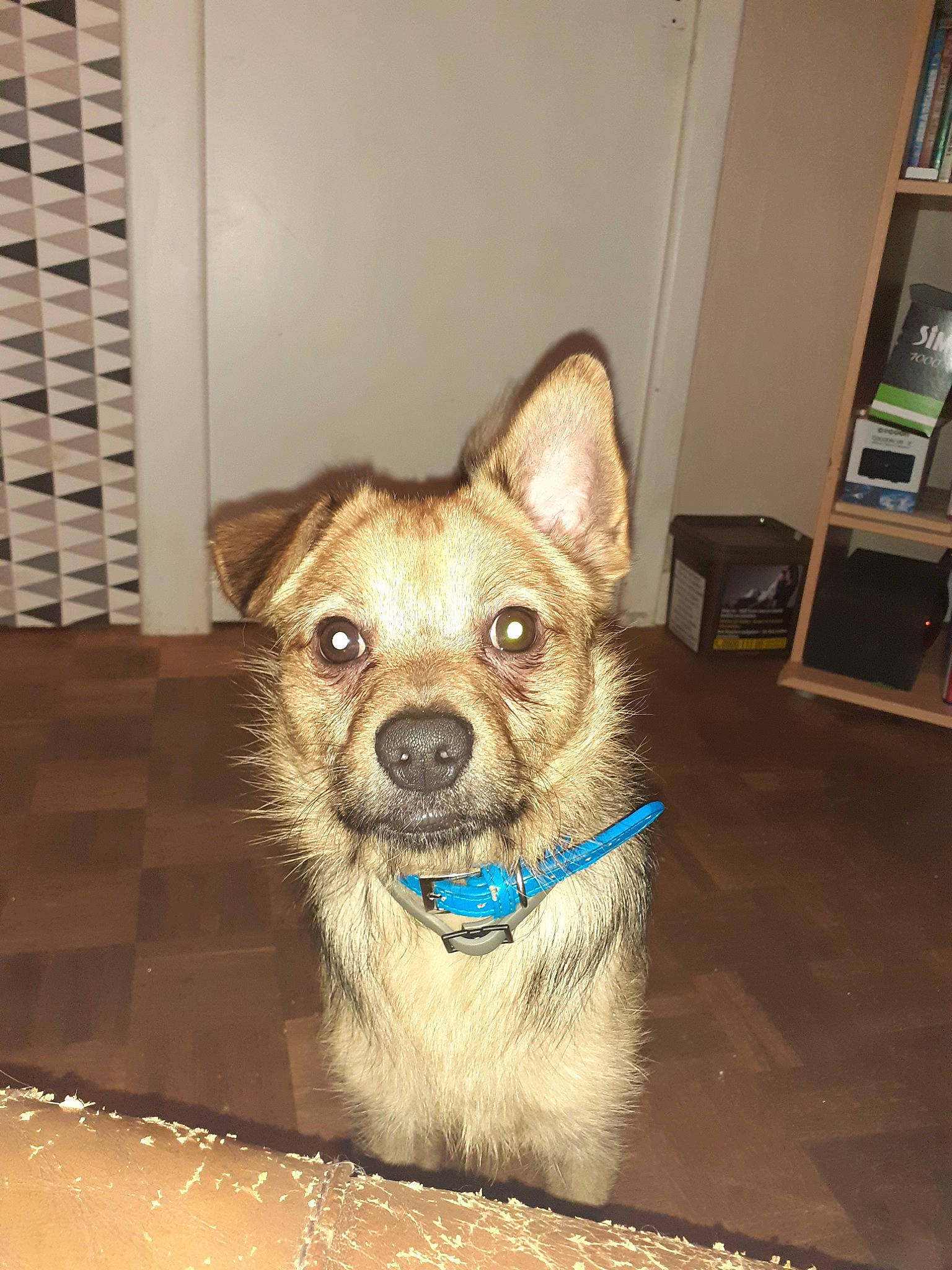 Bounthy a rejoint le concours — aidez-le/la à gagner de superbes lots ! canidae, carnivore, dog, dog_breed, fawn, korean_jindo_dog, mammal, norwegian_elkhound, nose, rare_breed_dog, snout, vertebrate, whiskers