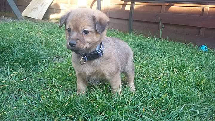 Bounthy a rejoint le concours — aidez-le/la à gagner de superbes lots ! border_terrier, canidae, carnivore, companion_dog, dog, dog_breed, fawn, grass, mammal, patterdale_terrier, potcake_dog, puppy, rare_breed_dog, street_dog, vertebrate