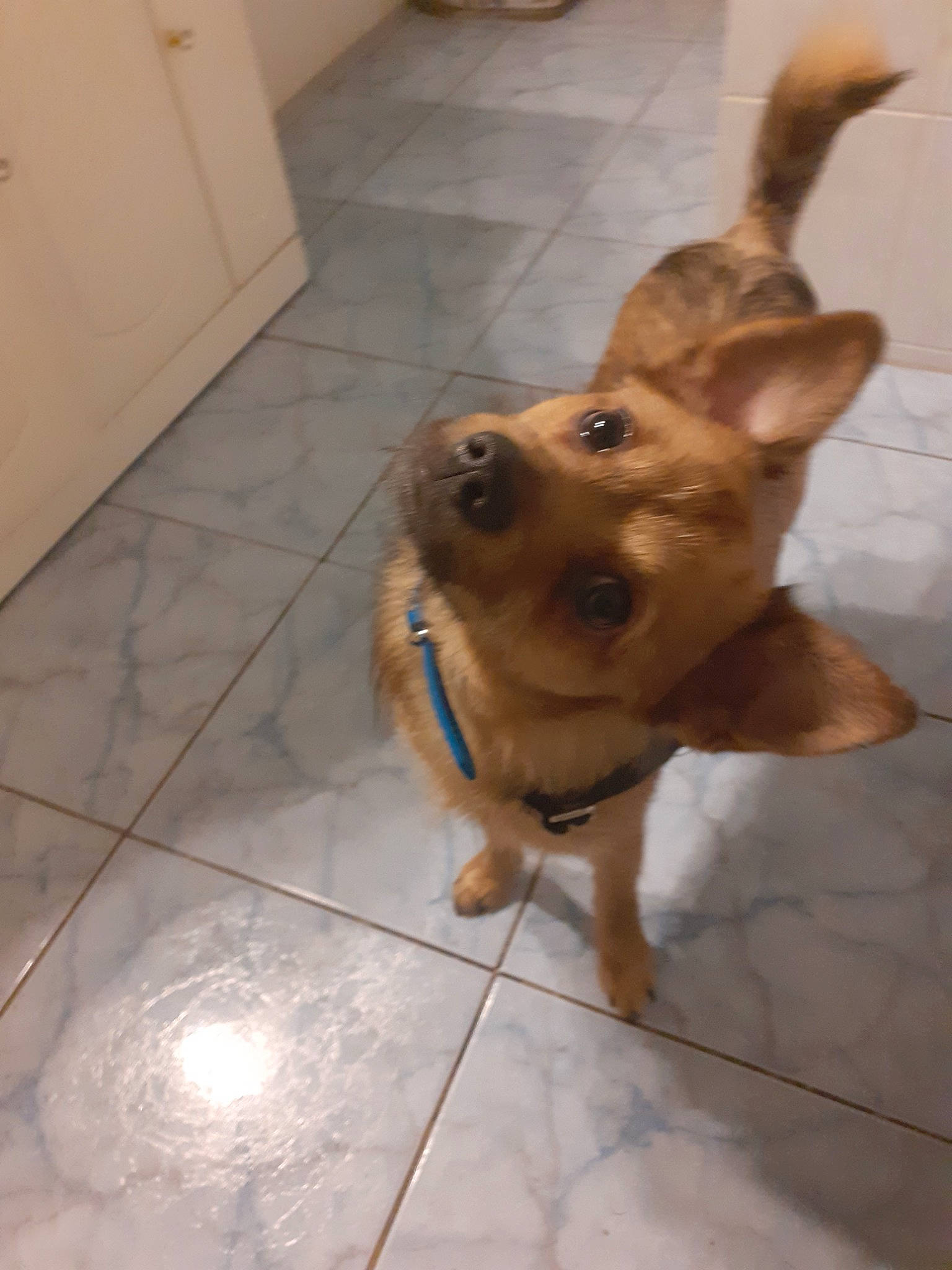 Bounthy participe au concours pour gagner de l'argent avec cette photo : canidae, carnivore, chihuahua, companion_dog, corgi_chihuahua, dog, dog_breed, fawn, flooring, mammal, snout, sporting_group, tile, vertebrate