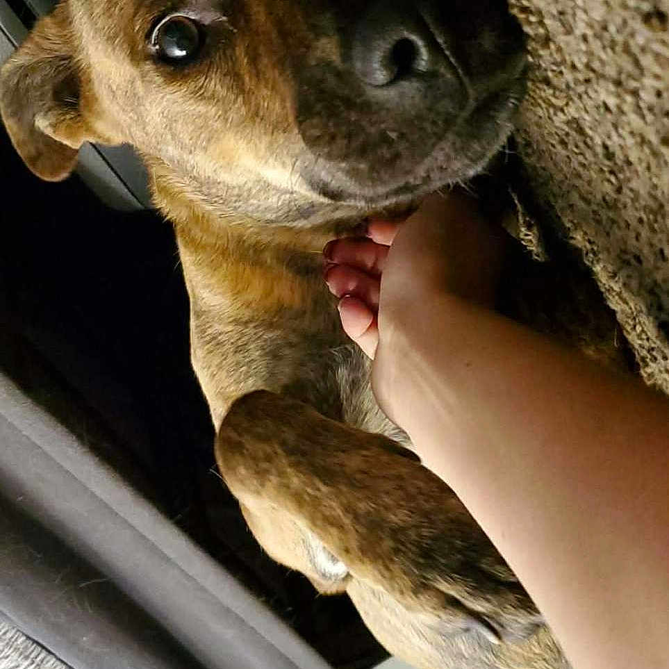Moka Roo joined the competition — help win amazing prizes! affection, animal, brown_dog, canine, carpet, close_up, comfort, companion, dog, domestic_animal, friendship, fur, hand, indoor, lying_down, paw, pet, relaxed, snout, touch