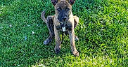 Moka Roo joined the competition — help win amazing prizes! adorable, alert, animal, canine, cute, daylight, dog, ears_up, fur, grass, greenery, nature, outdoor, park, pet, playful, puppy, sitting, sunlight, young