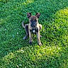 Moka Roo joined the competition — help win amazing prizes! puppy, dog, grass, outdoor, pet, animal, young, ears_up, sitting, greenery, sunlight, nature, cute, canine, playful, alert, fur, daylight, park, adorable