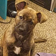 Moka Roo is registered to the contest to win money with this photo: puppy, dog, brindle, carpet, indoor, towel, curious, head_tilt, pet, young_dog, brown, white_patch, floor, furniture, domestic, animal, cute, sitting, household, playful