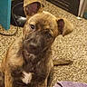 puppy, dog, brindle, carpet, indoor, towel, curious, head_tilt, pet, young_dog, brown, white_patch, floor, furniture, domestic, animal, cute, sitting, household, playful