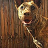 Moka Roo is registered to the contest to win money with this photo: dog, happy, outdoor, sunlight, fence, brown, ears, dirt, pet, canine, playful, smiling, animal, nature, daytime, wood, yard, tongue, looking_up, closeup
